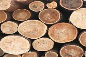 Что необходимо сделать, чтобы не допустить биоразрушения древесины? BlogStroiki Деревянный дом