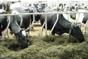 Как построить стайку для коров, и какой материал лучше использовать? BlogStroiki Вопрос - Ответ Мастера