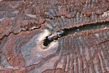 Как бороться с жуком - короедом? BlogStroiki Деревянный дом