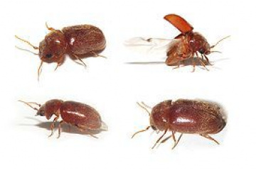 Как вывести жука тощильщика? BlogStroiki Маленькие хитрости