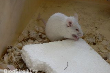 Заводятся ли мыши в утеплителе? BlogStroiki Ремонт дома. Утепление стен и фасадов