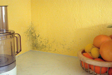 Как остановить распространение плесени в затопленной квартире BlogStroiki Внутренняя отделка дома